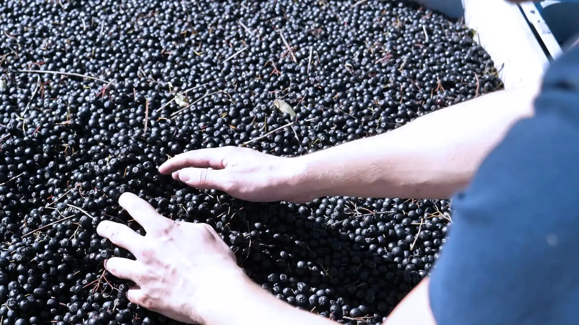 Qualität, die man schmeckt: Wir veredeln Ihr Produkt mit besten Rohstoffen. Professionelle Nahaufnahme einer Aronia-Beere, Symbol für die Veredelung und Rezepturentwicklung in der Lohnabfüllung bei bimalo.